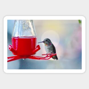 Hummingbird Halo Sticker